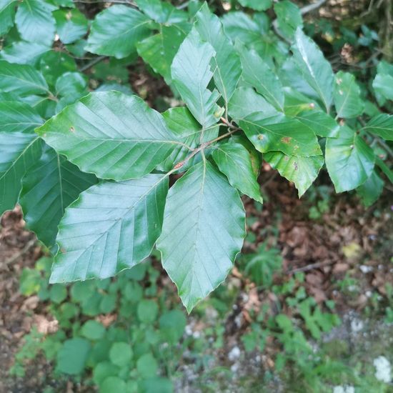 Fagus sylvatica: Plant in habitat Boreal forest in the NatureSpots App