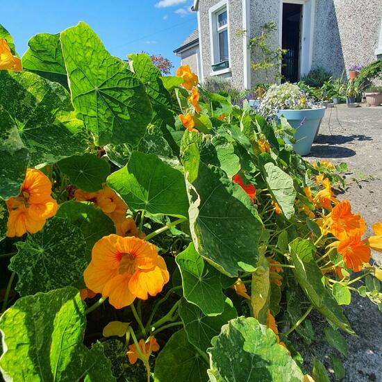 Tropaeolum majus L.: Plant in habitat Garden in the NatureSpots App