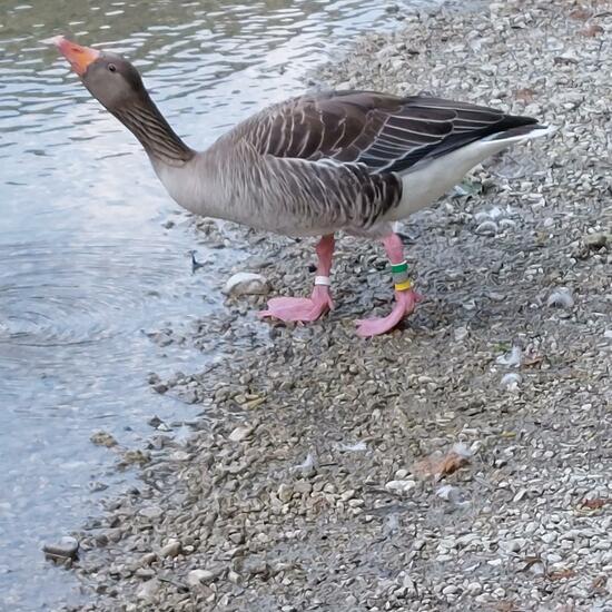 Greylag Goose: Animal in nature in the NatureSpots App