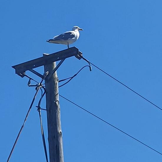 Laridae: Animal in habitat Garden in the NatureSpots App