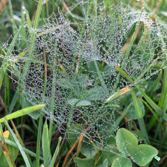 Araneae: Animal in habitat Agricultural meadow in the NatureSpots App