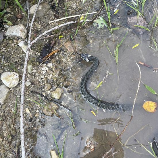 Grass snake: Animal in habitat Stream in the NatureSpots App