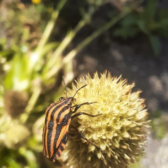 Graphosoma lineatum: Animal in nature in the NatureSpots App