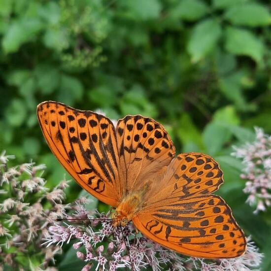 Argynnis paphia: Animal in nature in the NatureSpots App