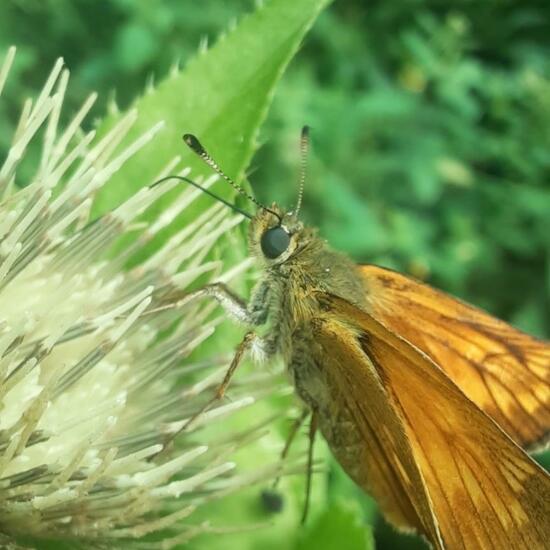 Rostfarbiger Dickkopffalter: Tier in der Natur in der NatureSpots App