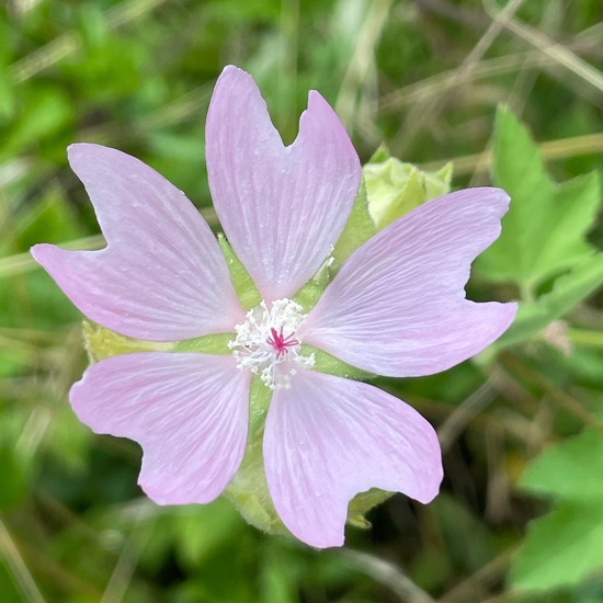 Lavatera thuringiaca: Plant in habitat Agricultural meadow in the NatureSpots App