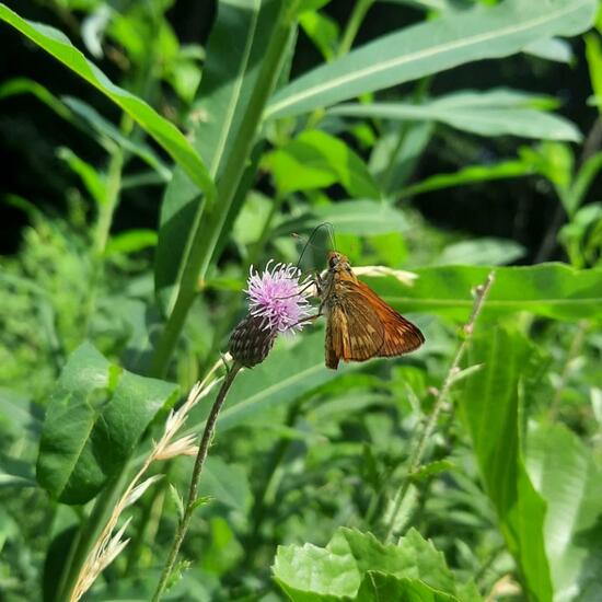 Large Skipper: Animal in nature in the NatureSpots App