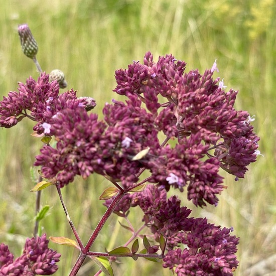 Oregano: Plant in habitat Agricultural meadow in the NatureSpots App