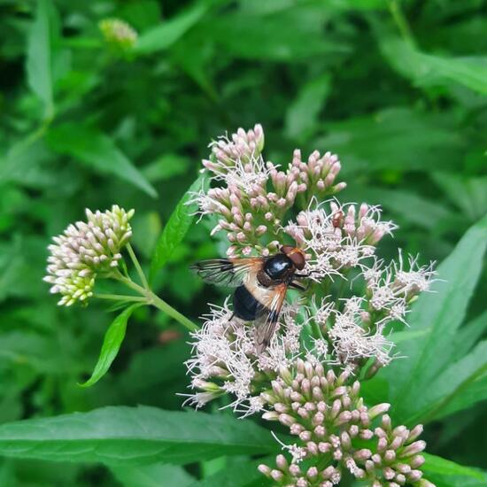 Volucella pellucens: Animal in nature in the NatureSpots App