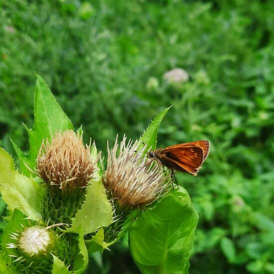 Large Skipper: Animal in nature in the NatureSpots App