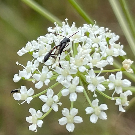 Gasteruptiidae: Animal in habitat Agricultural meadow in the NatureSpots App