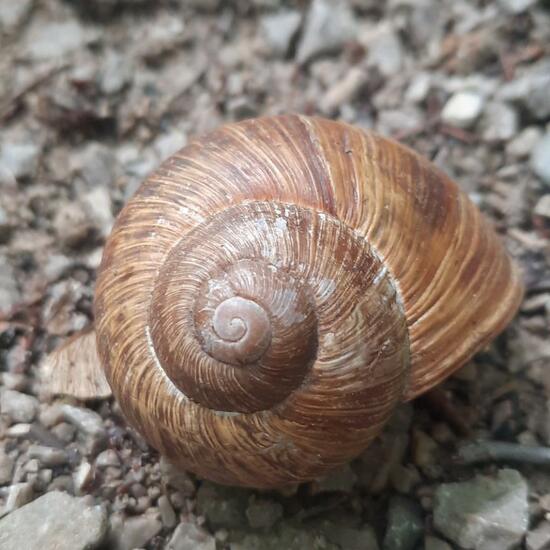 Helix pomatia: Animal in nature in the NatureSpots App