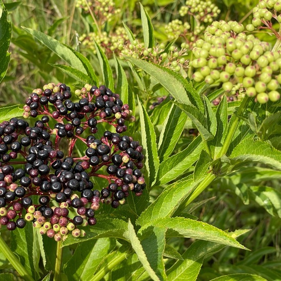 Sambucus ebulus: Plant in habitat Agricultural meadow in the NatureSpots App