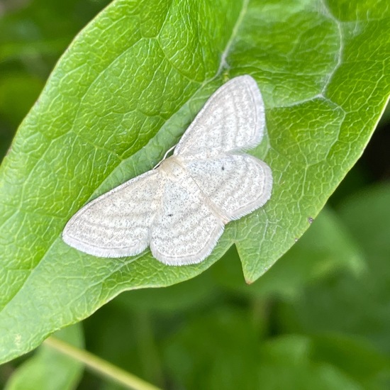 Scopula immutata: Animal in habitat Agricultural meadow in the NatureSpots App