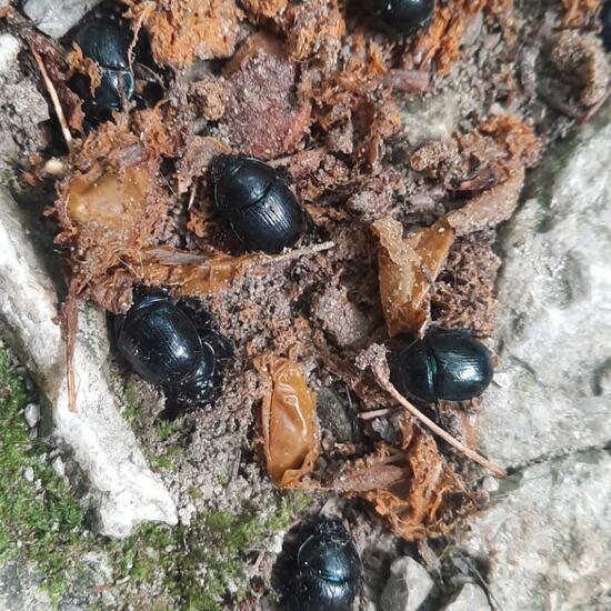 Anoplotrupes stercorosus: Animal in habitat Temperate forest in the NatureSpots App