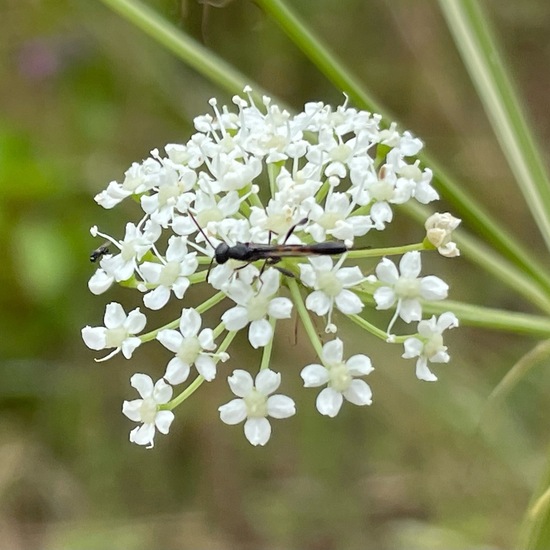 Gasteruptiidae: Animal in habitat Agricultural meadow in the NatureSpots App