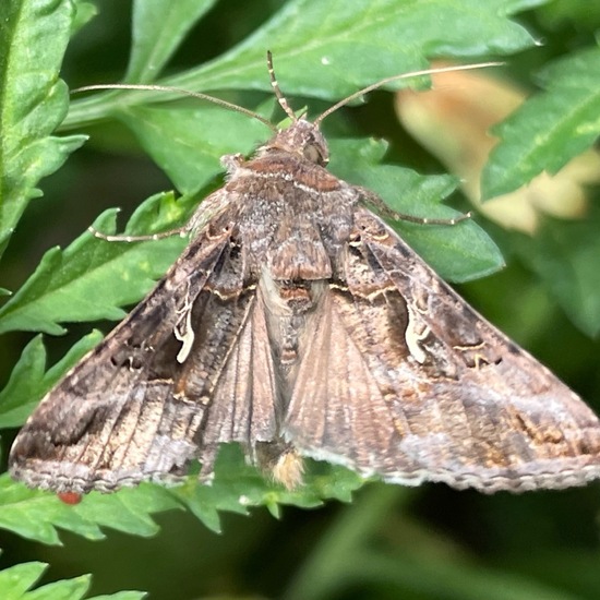 Moth: Animal in habitat Garden in the NatureSpots App