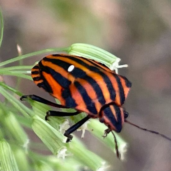 Graphosoma lineatum: Animal in nature in the NatureSpots App