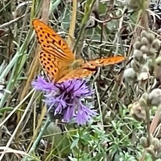 Argynnis paphia: Animal in habitat Agricultural meadow in the NatureSpots App