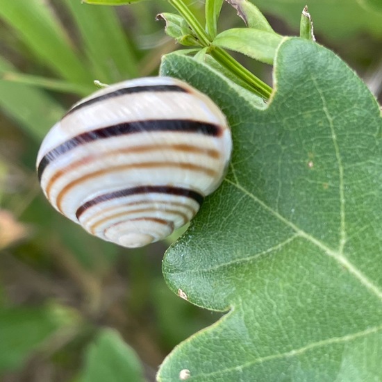 Cepaea: Animal in habitat Agricultural meadow in the NatureSpots App