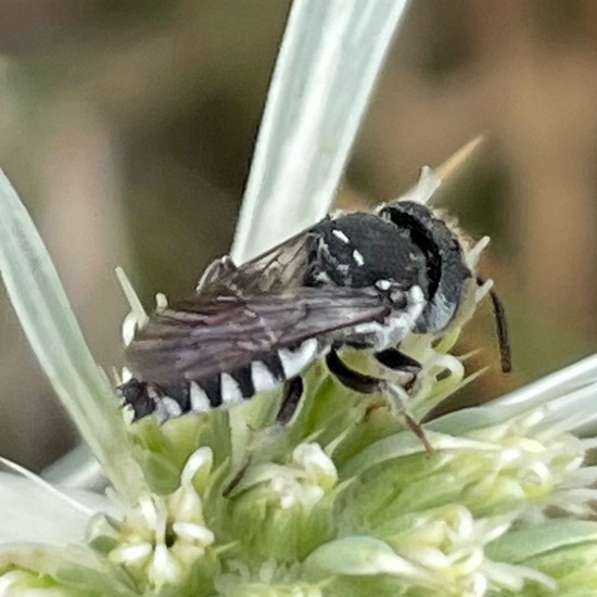 Coelioxys: Animal in habitat Garden in the NatureSpots App