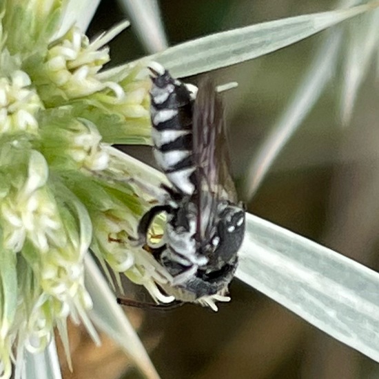 Coelioxys: Animal in habitat Garden in the NatureSpots App