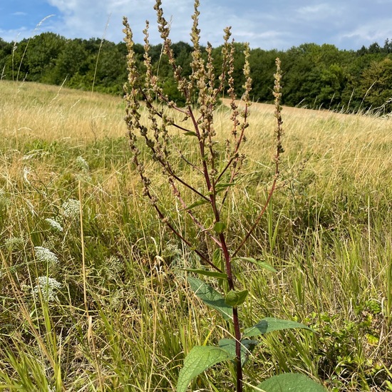 Dark Mullein: Plant in habitat Agricultural meadow in the NatureSpots App
