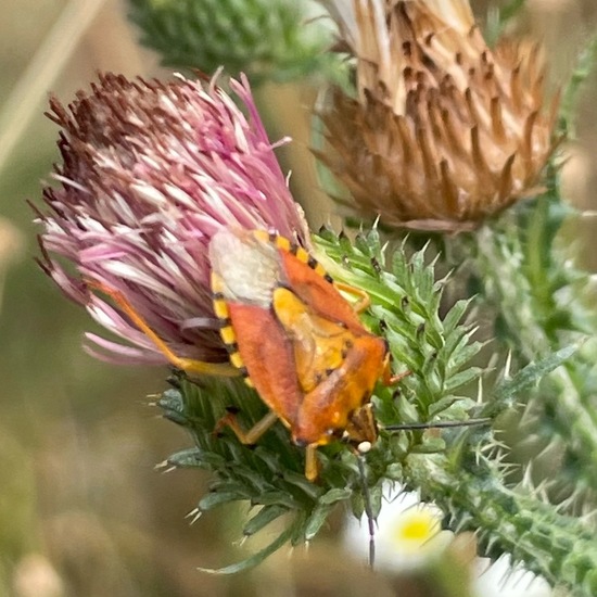 Carpocoris purpureipennis: Animal in habitat Garden in the NatureSpots App