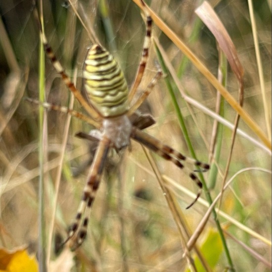 Argiope bruennichi: Animal in habitat Garden in the NatureSpots App