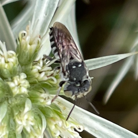 Coelioxys: Animal in habitat Garden in the NatureSpots App