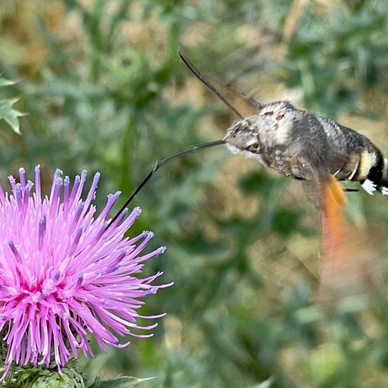 Macroglossum stellatarum: Animal in habitat City and Urban in the NatureSpots App