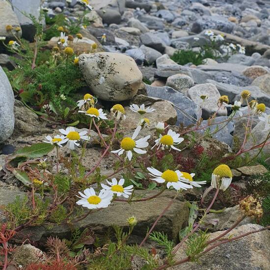 Tripleurospermum maritimum subsp. maritimum: Plant in habitat Rocky coast in the NatureSpots App