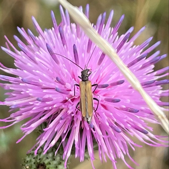 Oedemera femorata: Animal in habitat Garden in the NatureSpots App