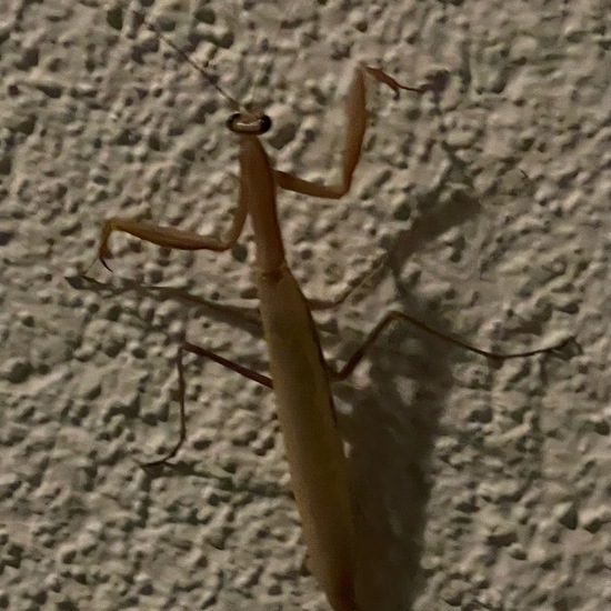 Mantis religiosa: Animal in habitat Backyard in the NatureSpots App