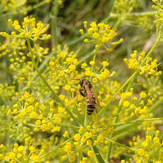 Polistes dominula: Animal in habitat Crop cultivation in the NatureSpots App