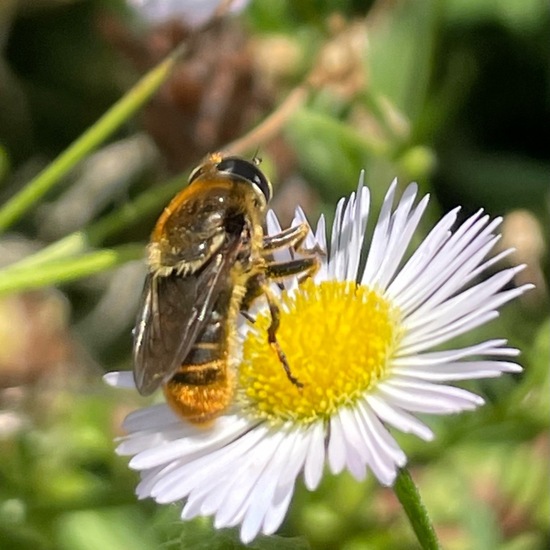 Syrphidae: Animal in habitat Natural Meadow in the NatureSpots App