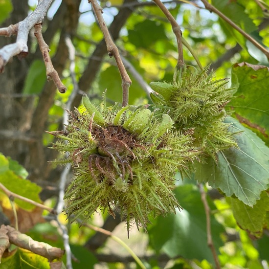 Corylus colurna: Plant in habitat Temperate forest in the NatureSpots App