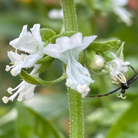 Misumena vatia: Animal in habitat Garden in the NatureSpots App