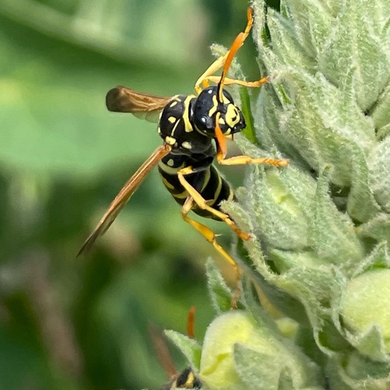 Polistes dominula: Animal in habitat Garden in the NatureSpots App