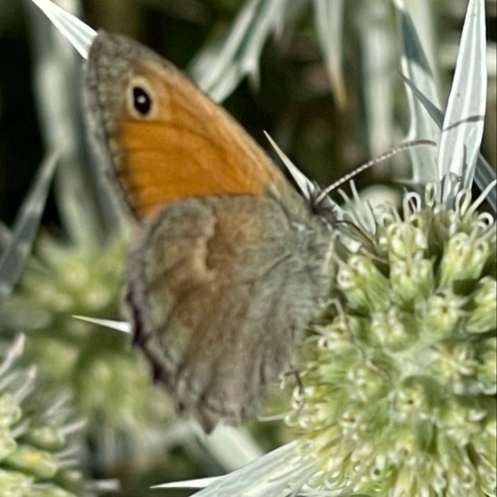 Small Heath: Animal in habitat Garden in the NatureSpots App