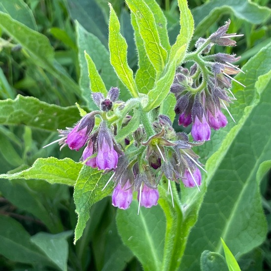 Symphytum officinale: Plant in habitat Buffer strip in the NatureSpots App