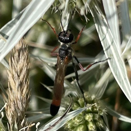 Ammophila sabulosa infesta: Animal in nature in the NatureSpots App