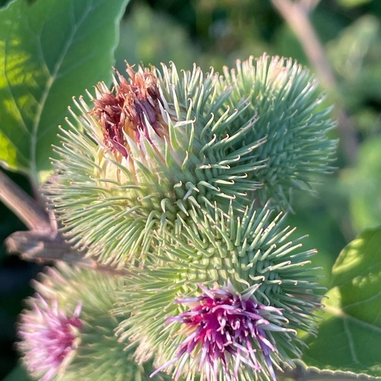 Arctium lappa: Plant in habitat Buffer strip in the NatureSpots App