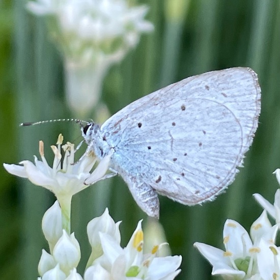 Holly Blue: Animal in habitat Garden in the NatureSpots App