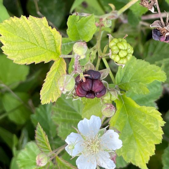 Rubus caesius: Plant in habitat Buffer strip in the NatureSpots App