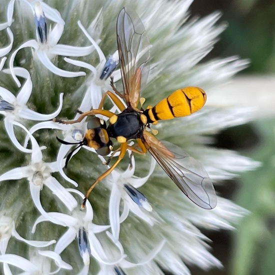 Unknown species: Animal in habitat Buffer strip in the NatureSpots App