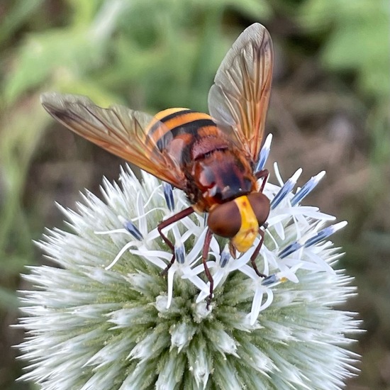 Volucella zonaria: Animal in habitat Buffer strip in the NatureSpots App