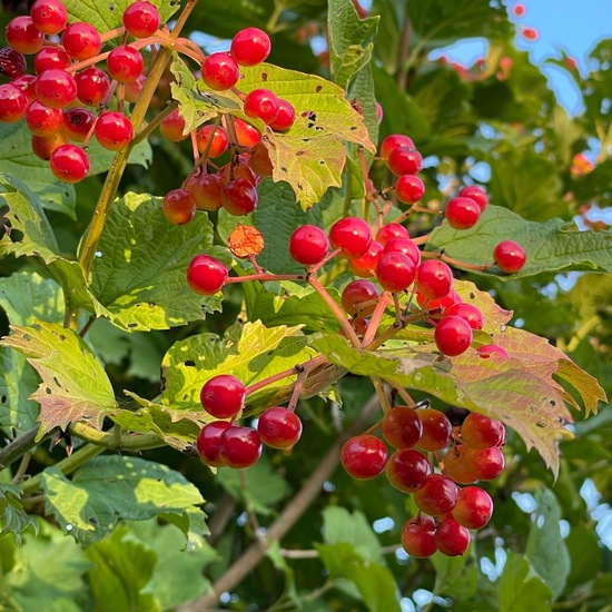 Viburnum opulus: Plant in habitat Shrubland in the NatureSpots App