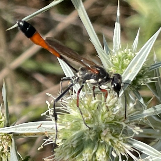 Ammophila sabulosa infesta: Animal in nature in the NatureSpots App