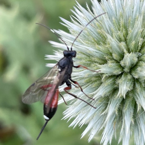 Aritranis director: Animal in habitat Buffer strip in the NatureSpots App